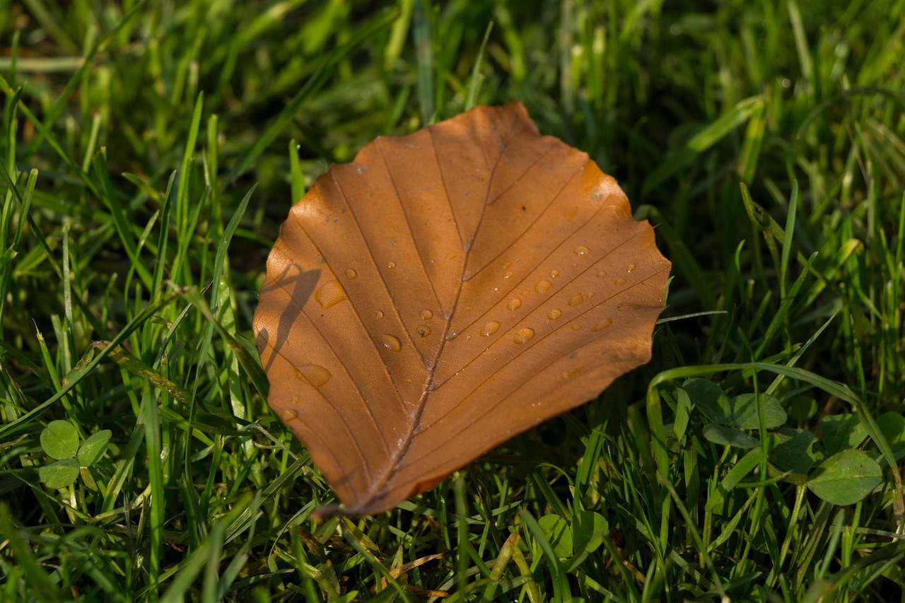 Feuille La Nature Tombe - Photo gratuite sur Pixabay - Pixabay