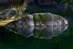 rock, water, moss
