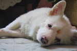 dog, bitch, animal