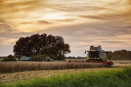 Ernte, Natur, Landwirtschaft