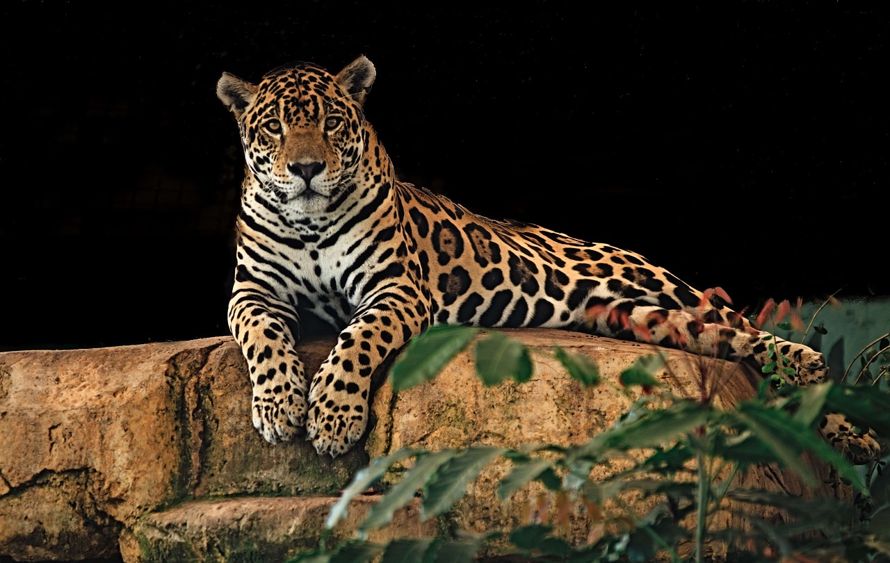 200 000 Free Jaguar Animal Jaguar Photos Pixabay 200 000 Free Jaguar Animal Jaguar Photos Pixabay