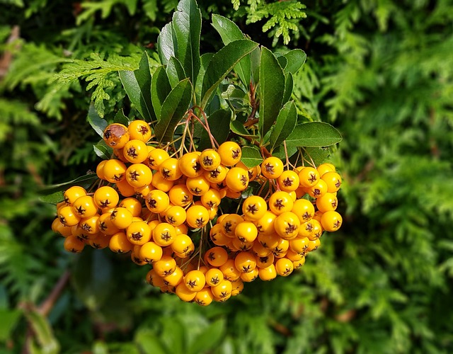 Free Firethorn Garden photo and picture