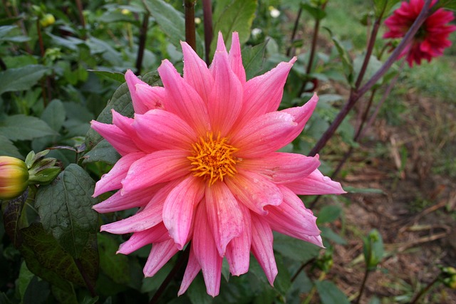 Free Flower Flower Wallpaper photo and picture