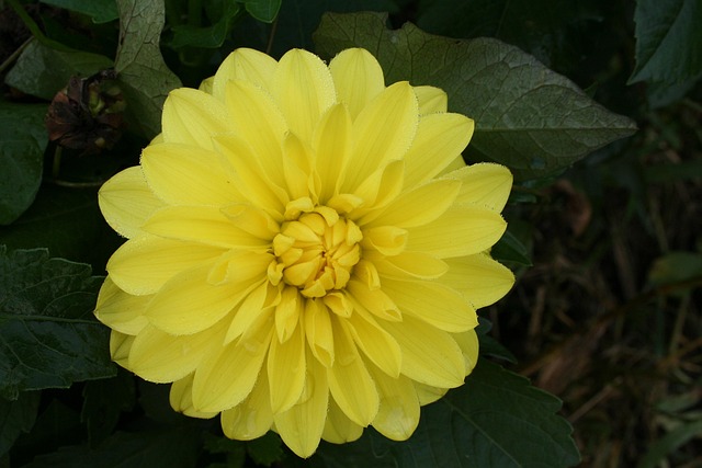 Free Flower Flower Wallpaper photo and picture