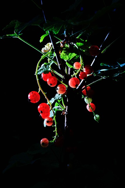 Beeren, Strauch, Früchte, Pflanze