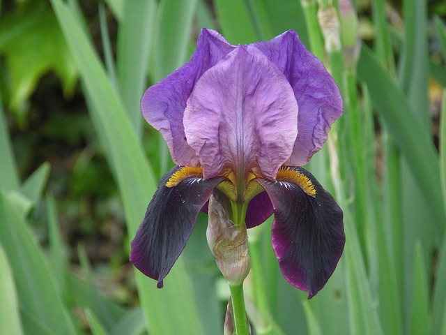 Free Iris Purple photo and picture