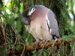 dove, ringdove, bird