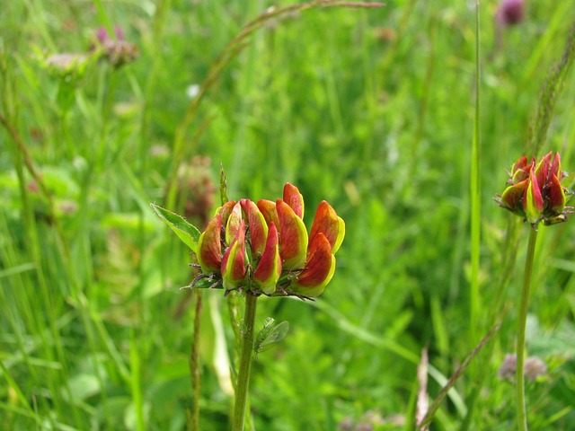 Free Flowers Wild Flowers photo and picture