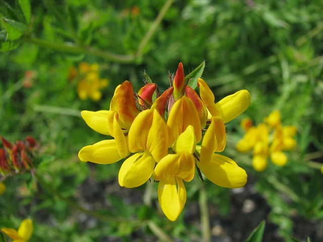 Free Flowers Wild Flowers photo and picture