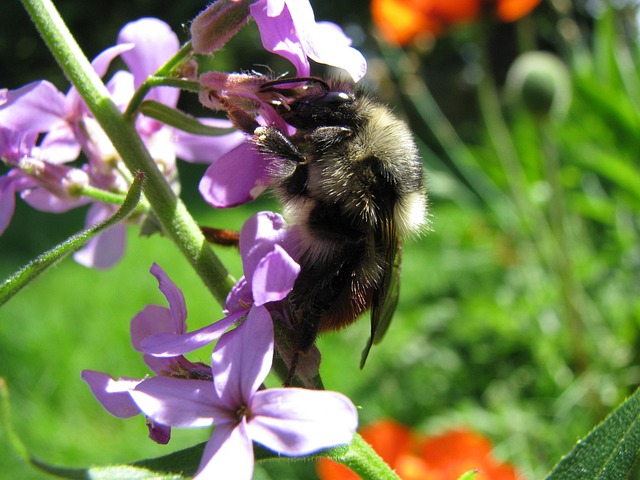 Free Bee Pollination photo and picture
