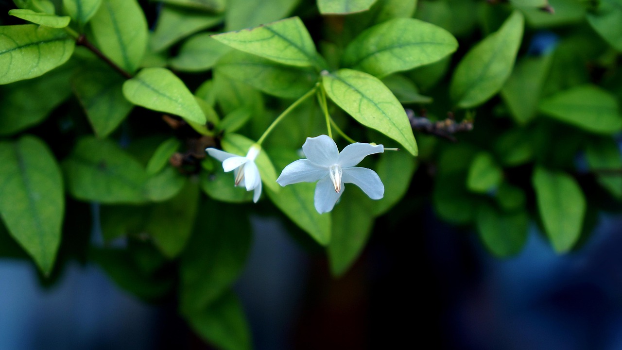 flower-2801226_1280.jpg