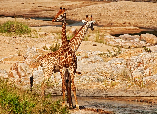 Free Giraffes Intertwined photo and picture