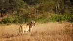 lioness, savannah, bushveld