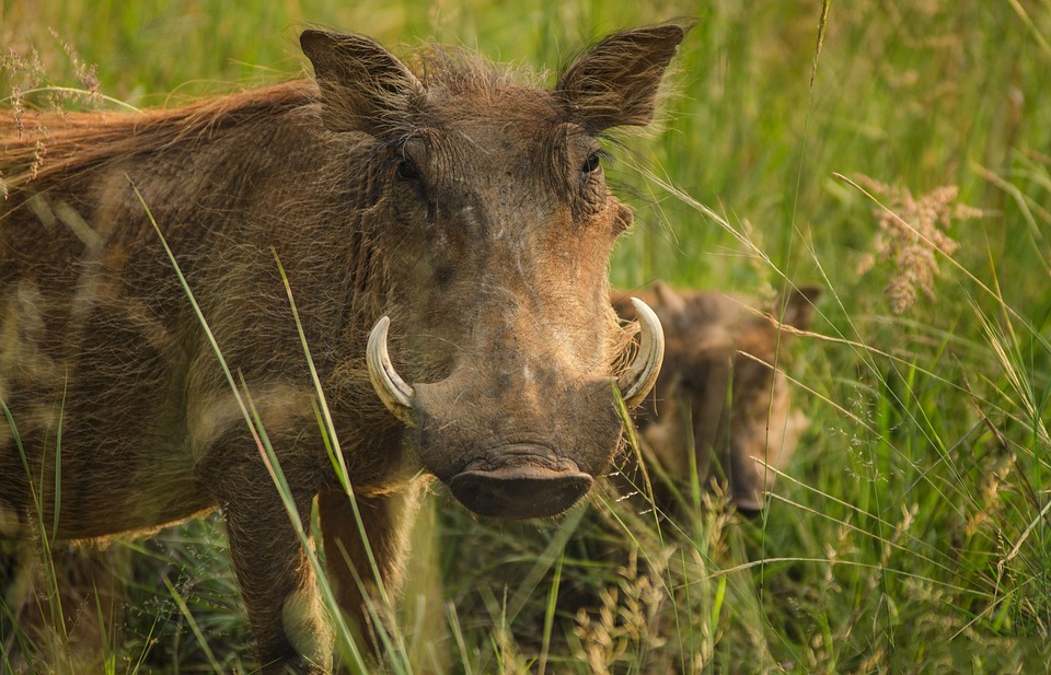 Warthog Tusks Ivory Free Photo On Pixabay Pixabay Warthog Tusks Ivory Free Photo On Pixabay Pixabay