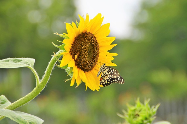 Free Nature Butterfly photo and picture