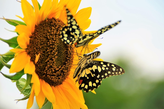 Free Nature Butterfly photo and picture