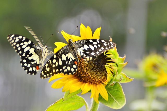 Free Nature Butterfly photo and picture