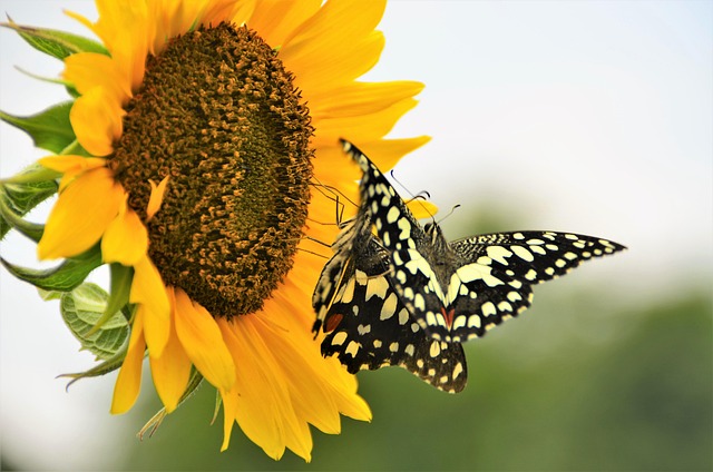 Free Nature Butterfly photo and picture