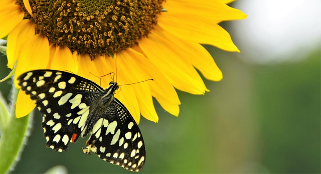 Free Nature Butterfly photo and picture
