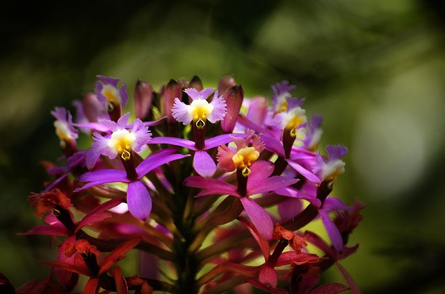 Blume, Schöne Blumen, Blumentapete