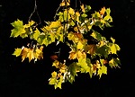 leaf, fall, autumn leaf