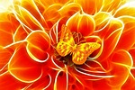 arrangement, butterfly, aesthetics