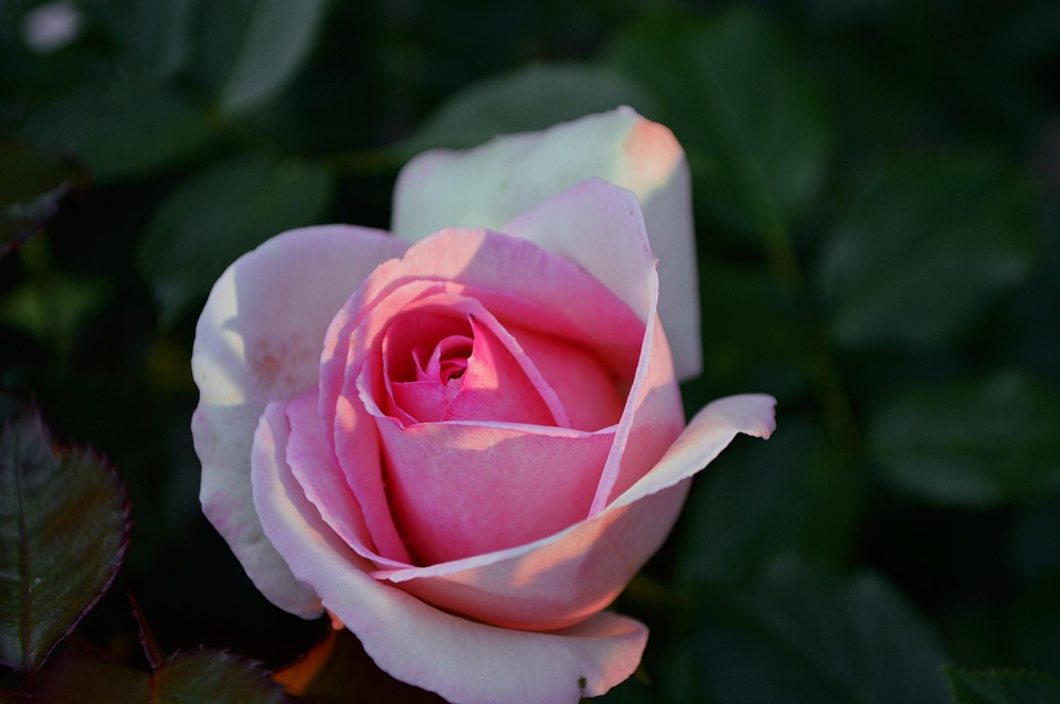 rose-2801858_960_720.jpg
