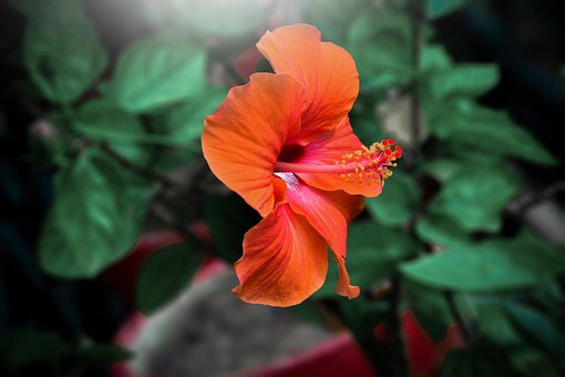 Free Flower Red photo and picture