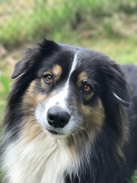 Free Australian Shepherd photo and picture