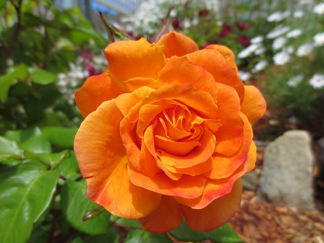 Free Rose Bright photo and picture