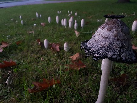 Svampe, Natur, Græs, Efterår, Udendørs