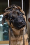 dog, pastor, german
