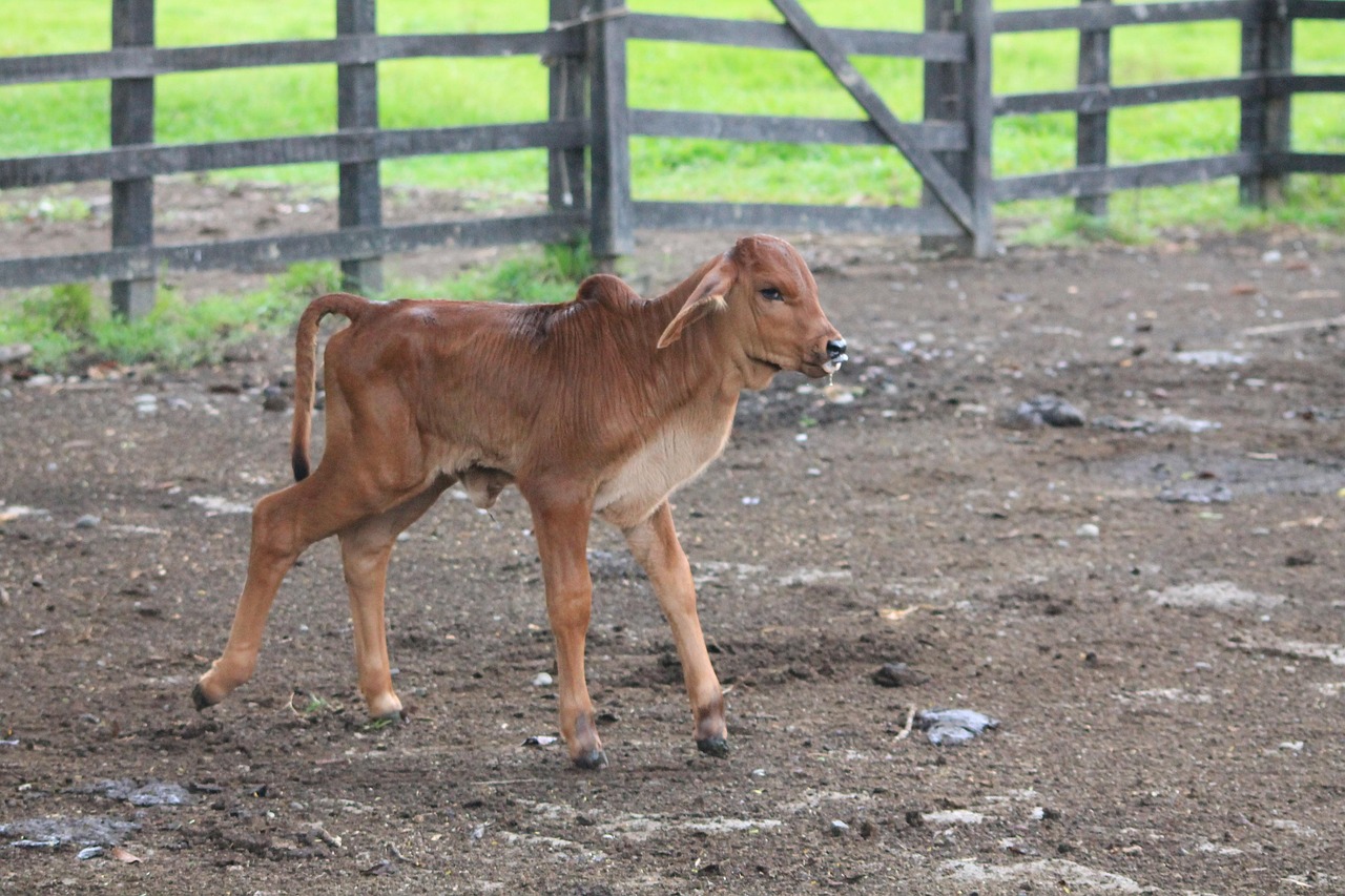 Cow Calf Farm Free photo on Pixabay Pixabay