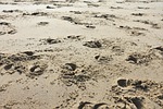 hoof prints, hoofprints, beach