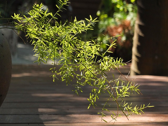 Free Plants Beautiful Flowers photo and picture