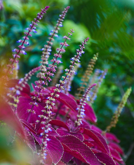 Blume, Rot, Blumen, Pflanze, Garten