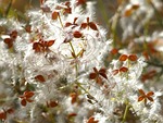 plant wildlife, cottony, cotton