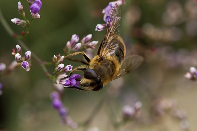 Free Bee Wildlife photo and picture