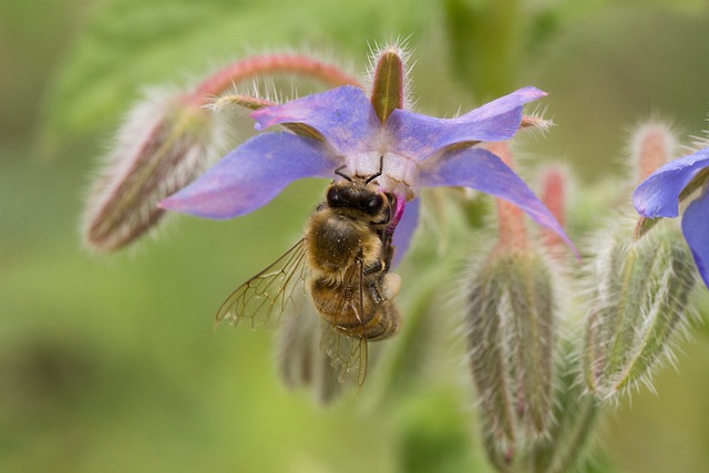 Free Bee Wildlife photo and picture