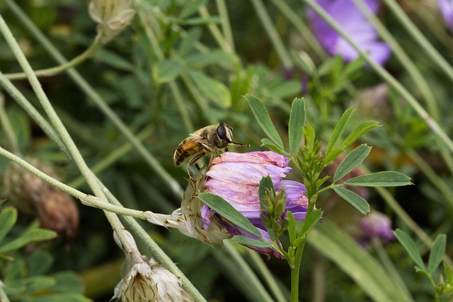 Free Bee Wildlife photo and picture