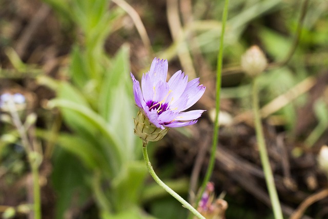 Free Flower Macro photo and picture