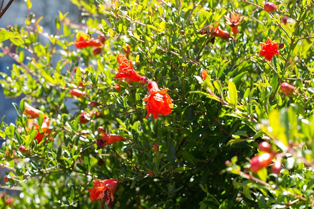 Free Flower Bush photo and picture