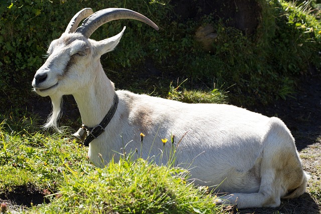 Free Alpine Goat photo and picture