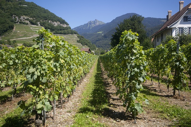 Free Vines Grape photo and picture