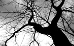 tree, crown, aesthetic