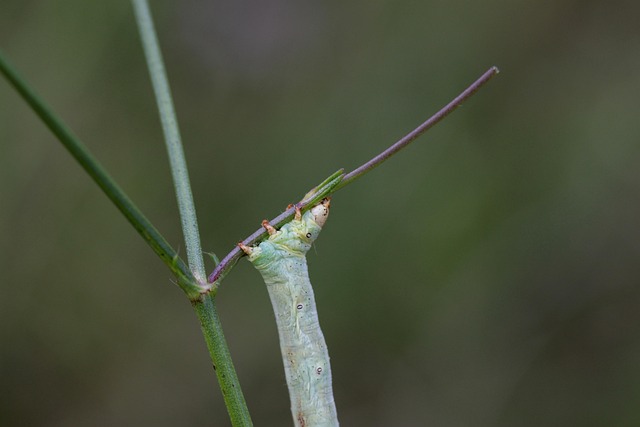 Rups, Insect, Green, Vreemd