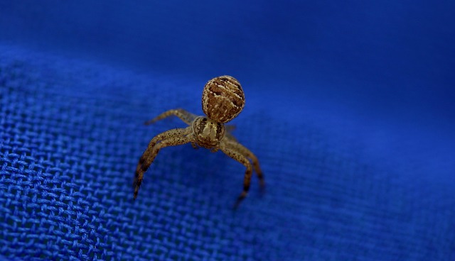 Spin, Bruin, Arachnid
