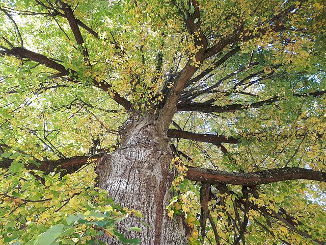 Crown Tree Examples 300+ Free Tree Crowns & Crown Images - Pixabay