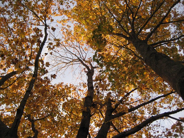 Free Fall Yellow Leaves photo and picture