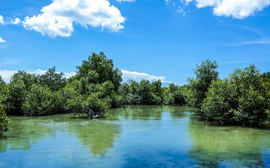 Grün, Mangrove, Natur, Wald, Baum